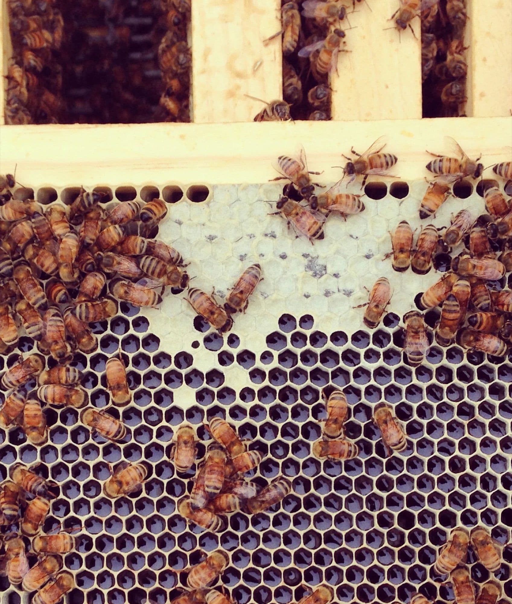 Honeybees on a honeycomb frame
